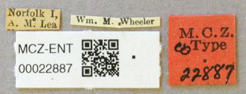 Media type: image;   Entomology 22887 Aspect: labels
